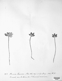 Puccinia anemones image